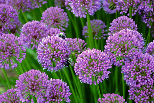 Hirt's Gardens Alium Gladiator